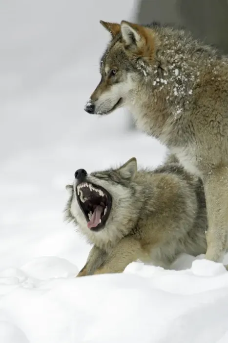 Framed Print : European Wolf - 2 animals in the snow, 1 yawning, winter Bavaria, Germany