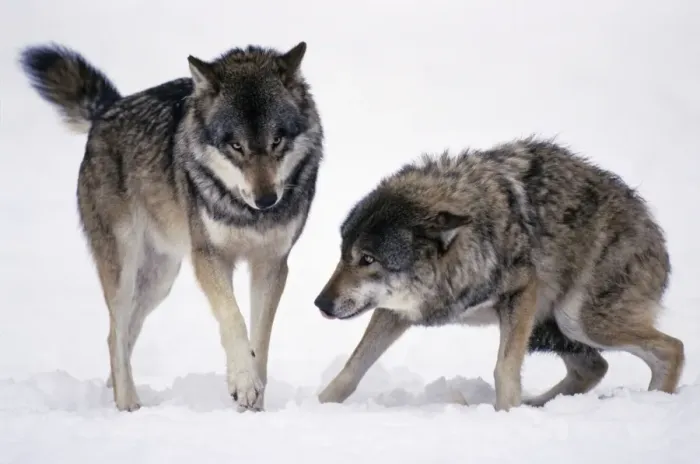 Framed Print : European Wolf - 2 animals in snow, one showing submissive behaviour, Bavaria, Germany Framed Print : European Wolf - 2 animals in snow, one showing submissive behaviour, Bavaria, Germany