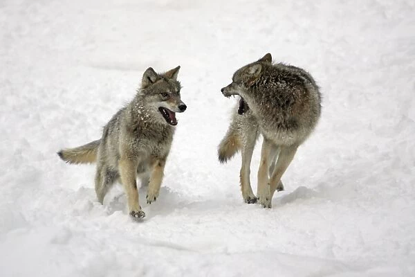 European Wolf - 2 young animals chasing each other through snow, playing, winter Bavaria, Germany