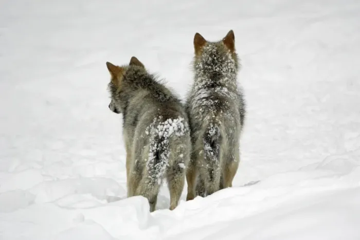 Framed Print : European Wolf - 2 young animals from behind standing in snow, winter Bavaria, Germany Framed Print : European Wolf - 2 young animals from behind standing in snow, winter Bavaria, Germany