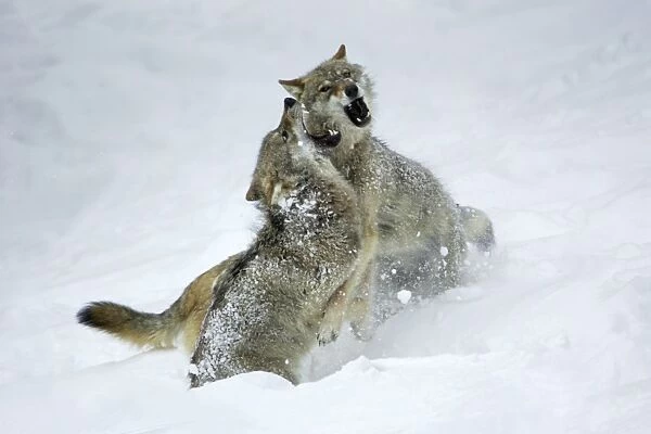 European Wolf- 2 young wolves fighting, in snow, pack rank dispute Bavaria, Germany