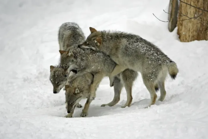 Framed Print : European Wolf - 3 young animals play fighting in snow, winter Bavaria, Germany Framed Print : European Wolf - 3 young animals play fighting in snow, winter Bavaria, Germany