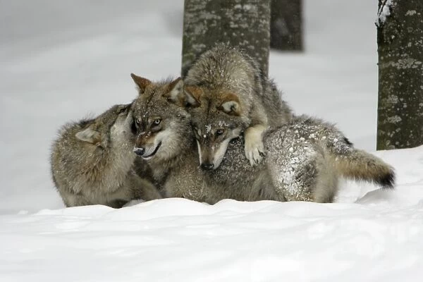 European Wolf - 3 young animals playing in snow, winter Bavaria, Germany