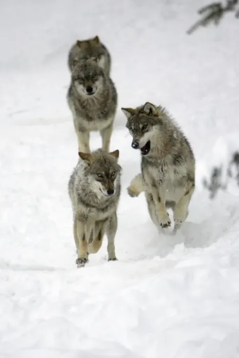 Framed Print : European Wolf - 4 young animals playing in snow, winter Bavaria, Germany Framed Print : European Wolf - 4 young animals playing in snow, winter Bavaria, Germany