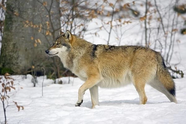 European Wolf - alert in snow, Bavaria, Germany