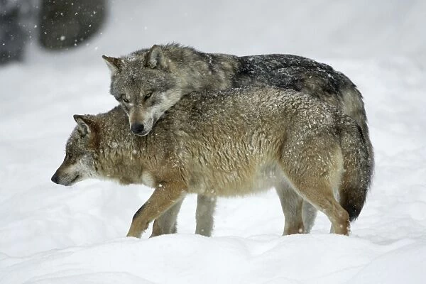 European Wolf - alpha male showing affection towards pack leader, the alpha female, in snow, winter Bavaria, Germany