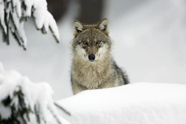 European Wolf - animal looking alert in snow, winter Bavaria, Germany