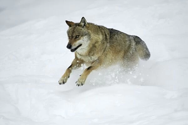 European Wolf - animal running through snow, hunting, winter Bavaria, Germany