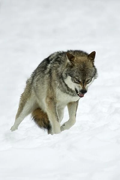 European Wolf- animal snarling to other pack memebers in snow, rank dispute Bavaria, Germany