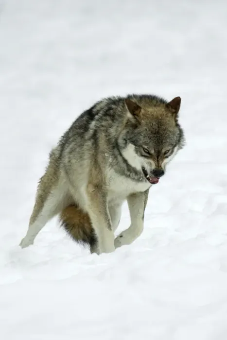 Framed Print : European Wolf- animal snarling to other pack memebers in snow, rank dispute Bavaria, Germany Framed Print : European Wolf- animal snarling to other pack memebers in snow, rank dispute Bavaria, Germany