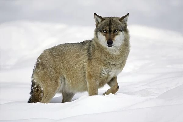 European Wolf - animal standing in deep snow, winter Bavaria, Germany