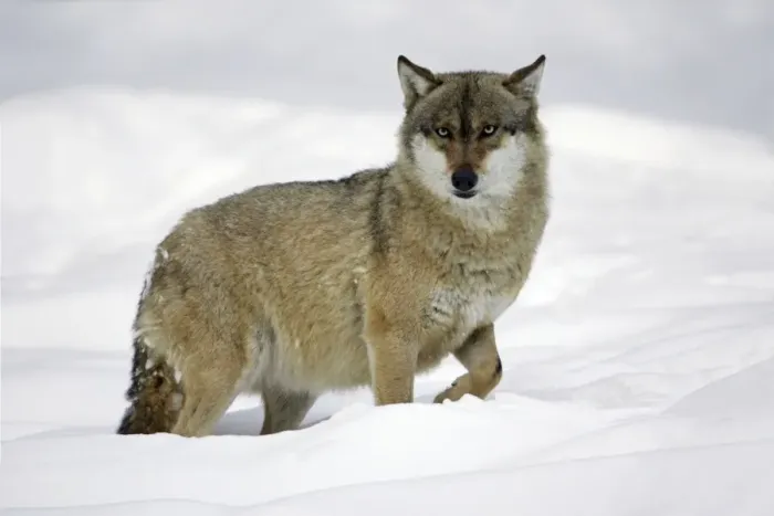 Framed Print : European Wolf - animal standing in deep snow, winter Bavaria, Germany Framed Print : European Wolf - animal standing in deep snow, winter Bavaria, Germany