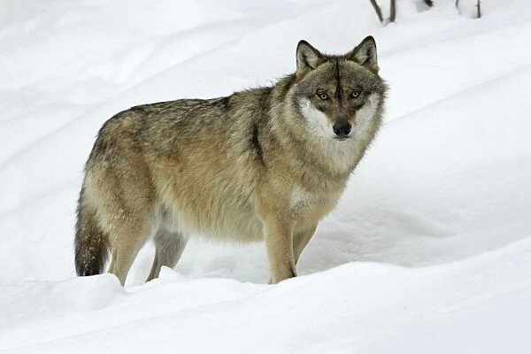 European Wolf - animal standing in snow, winter Bavaria, Germany