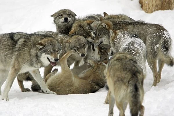 European Wolf- animals showing respect to female alpha wolf, social behaviour within pack, winter Bavaria, Germany
