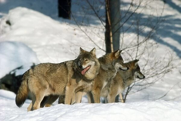 European Wolf - Group