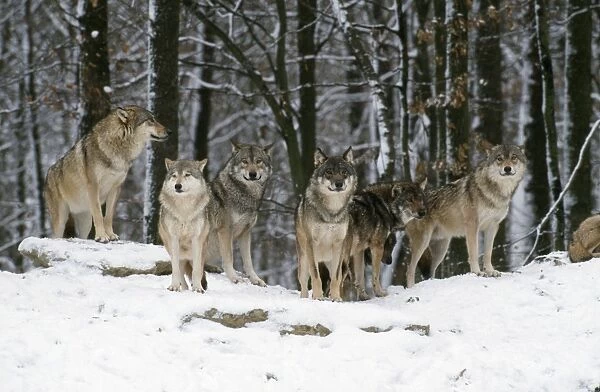European Wolf - group of six in snow