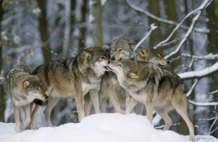 Framed Print : European Wolf - group in snow, one in submissive post Framed Print : European Wolf - group in snow, one in submissive post