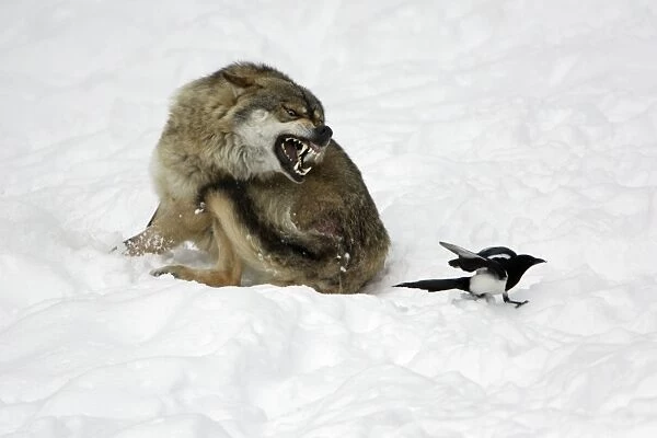 European Wolf - injured animal snarling at magpie, which is trying to peck at raw flesh, winter Bavaria, Germany