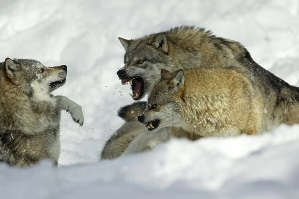 European Wolf- male and female alpha wolf attacking rival male, in snow Bavaria, Germany