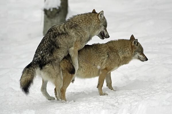 European Wolf - male and female alpha wolves copulating in snow, winter Bavaria, Germany