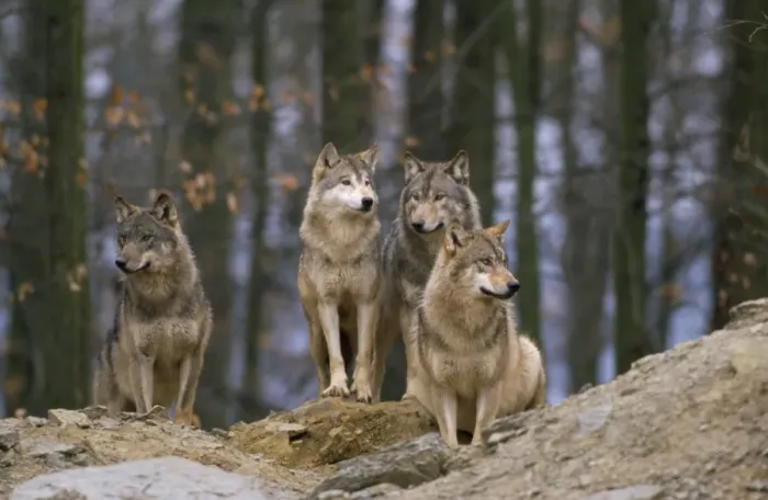 Framed Print : European Wolf - pack Framed Print : European Wolf - pack