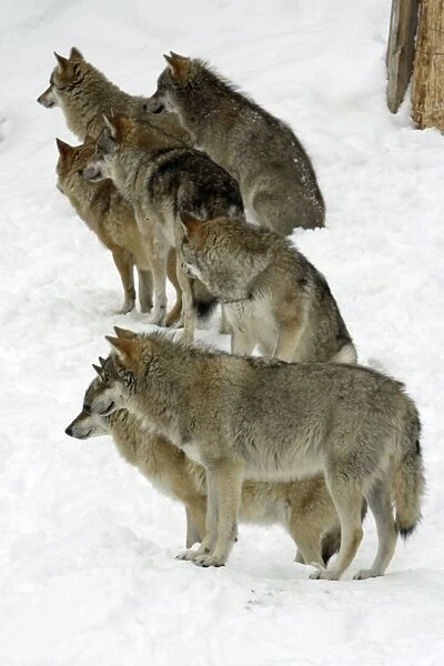 European Wolf - pack of 7 animals looking alert in snow, winter Bavaria, Germany