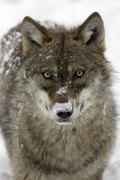 European Wolf - portrait of animal covered with snow Bavaria, Germany