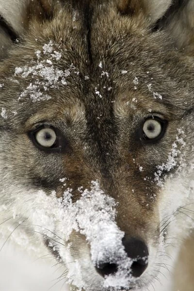 European Wolf - portrait of face mask covered with snow Bavaria, Germany