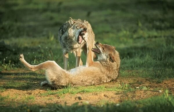 European Wolf USH 288 Threatening behaviour Canis lupus © Duncan Usher  /  ardea. com
