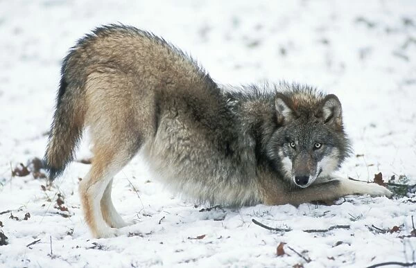 European Wolf USH 291 Cub playing in snow. Canis lupus © Duncan Usher  /  ardea. com