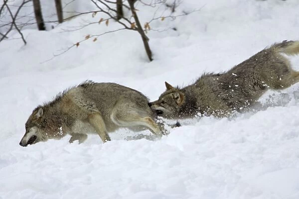 European Wolf - Young animal attacking the rank weakest animal in snow, winter Bavaria, Germany
