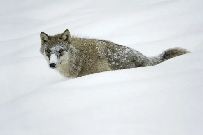 Framed Print : European Wolf - young animal with face covered in snow, winter Bavaria, Germany Framed Print : European Wolf - young animal with face covered in snow, winter Bavaria, Germany