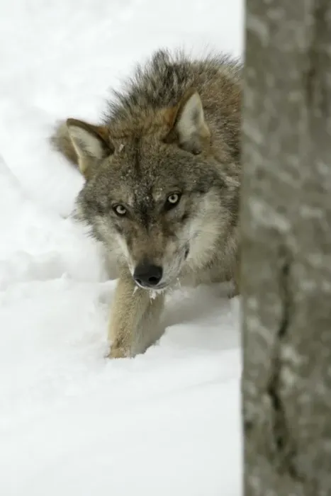 Framed Print : European Wolf - Young animal hiding behind tree stem in snow, winter Bavaria, Germany Framed Print : European Wolf - Young animal hiding behind tree stem in snow, winter Bavaria, Germany
