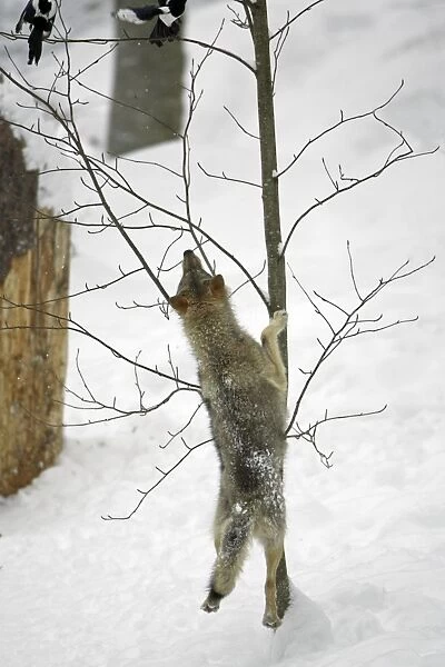 European Wolf - young animal jumping after magpies in tree, winter Bavaria, Germany