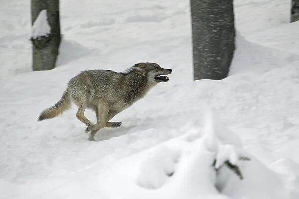 European Wolf - young animal running through snow, playing, winter Bavaria, Germany