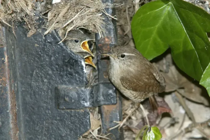 Framed Print : European Wren - at nest in old door in garden Framed Print : European Wren - at nest in old door in garden