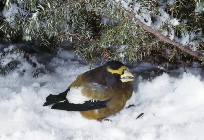 Framed Print : Evening Grosbeak Framed Print : Evening Grosbeak