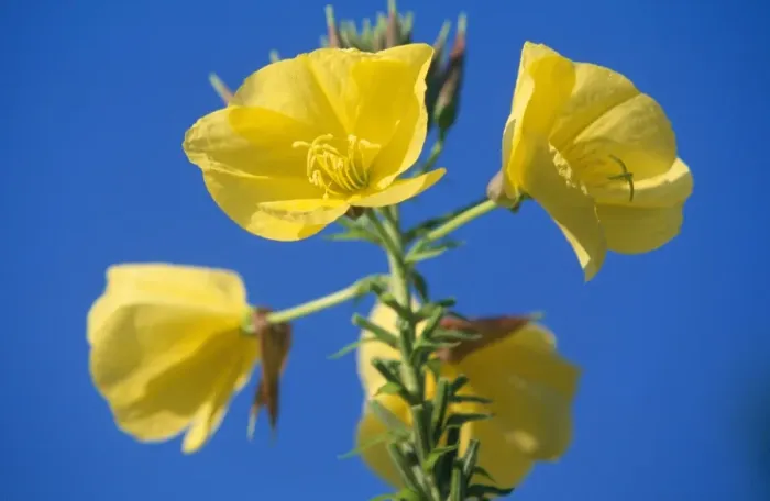 Framed Print : Evening Primrose blossom Framed Print : Evening Primrose blossom