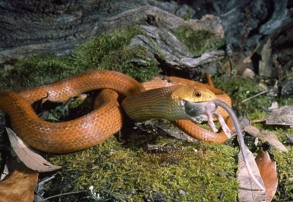Everglades  /  Orange Rat Snake - with rat prey in mouth
