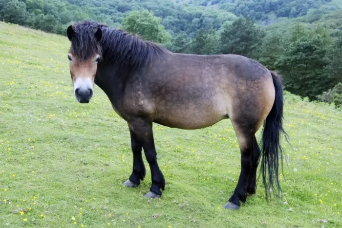 Framed Print : Exmnoor Pony conservation grazing in the Mendips Framed Print : Exmnoor Pony conservation grazing in the Mendips