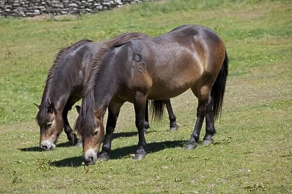 Two Exmoor ponies grazing Valley of the Rocks Exmoor North Devon UK
