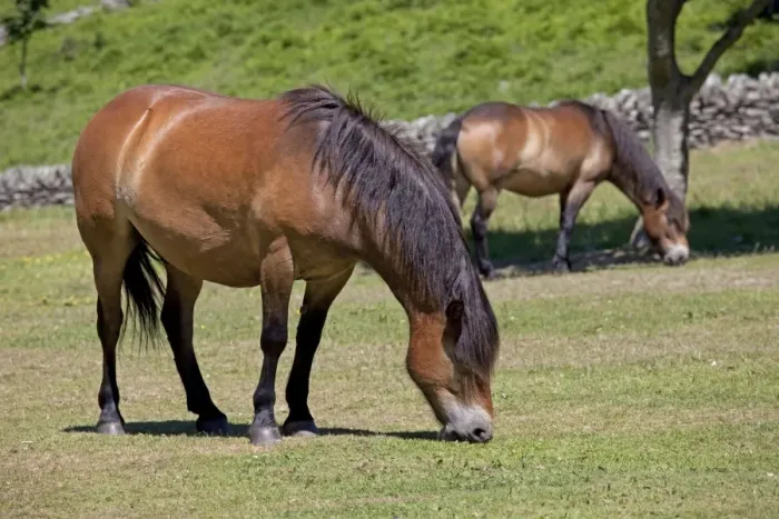 Framed Print : Exmoor ponies grazing Valley of the Rocks Exmoor North Devon UK Framed Print : Exmoor ponies grazing Valley of the Rocks Exmoor North Devon UK