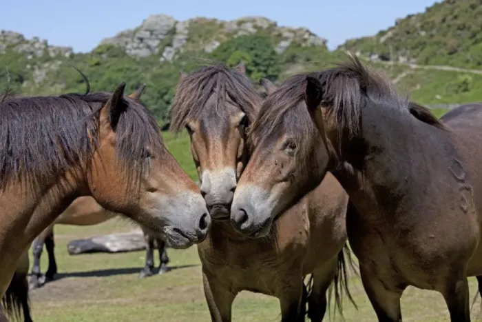 Framed Print : Three Exmoor ponies having discussion Valley of the Rocks Exmoor North Devon UK Framed Print : Three Exmoor ponies having discussion Valley of the Rocks Exmoor North Devon UK