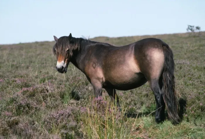 Framed Print : Exmoor Pony Framed Print : Exmoor Pony