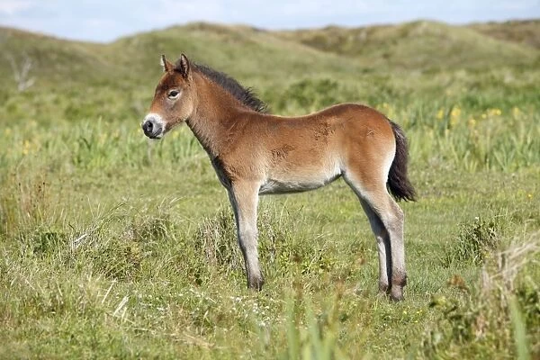 Exmoor Pony - foal resting, De Bollekamer sand dune NP, Island of Texel, Holland