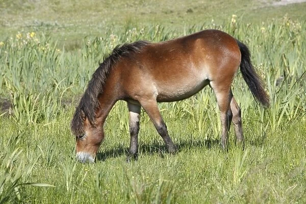 Exmoor Pony - grazing on marshland, De Bollekamer sand dune NP, Island of Texel, Holland