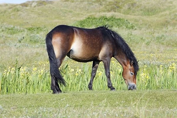 Exmoor Pony - grazing on marshland, De Bollekamer sand dune NP, Island of Texel, Holland
