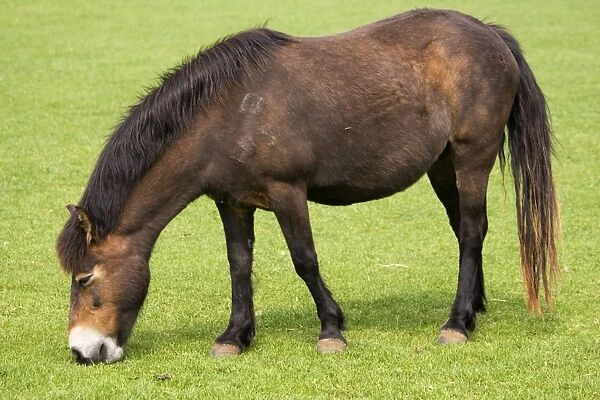 Exmoor pony grazing at Rare Breed Trust Cotswold Farm Park Temple Guiting near Stow on the Wold UK. These are strong native British ponies descended from Celtic stock and around 150 are still to be found on Exmoor in Devon