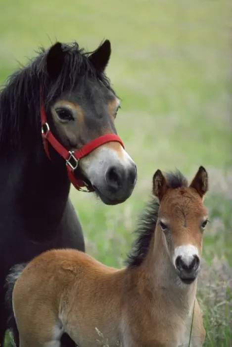 Framed Print : Exmoor Pony - mare & foal Framed Print : Exmoor Pony - mare & foal