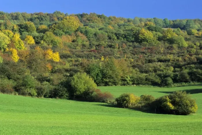 Framed Print : Extensive mature hedge landscape - in autumn colour, Hessen, Germany Framed Print : Extensive mature hedge landscape - in autumn colour, Hessen, Germany